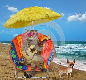 Cat with a guitar in a sun lounger