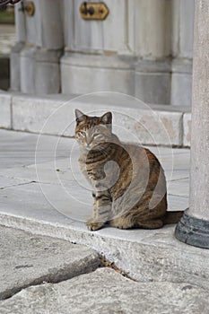 Cat in Hagia Sophia, Istanbul