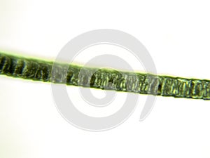 Cat hair in microscope