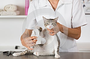 Cat at the hairdresser