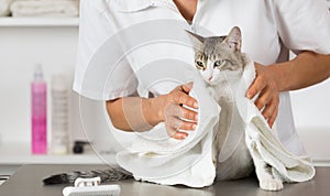 Cat at the hairdresser