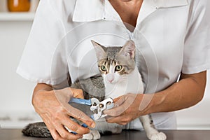 Cat at the hairdresser