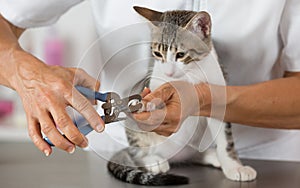 Cat at the hairdresser