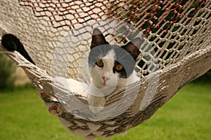 Cat in hammock photo