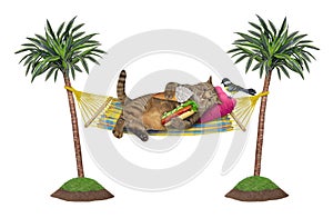 Cat in hammock eats hot dog