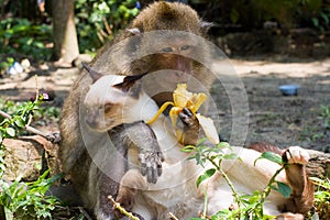 Cat in the hands of a monkey