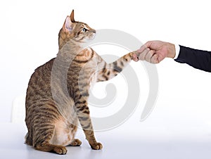 cat handshaking with business man