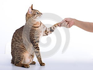 cat handshaking with people on table