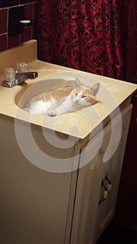 Cat in handwash