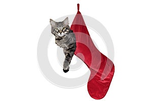 Cat Hanging in Red Christmas Stocking