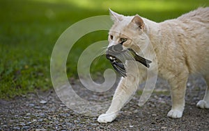 A cat has caught a bird