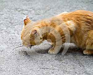 The cat has caught a mouse and holds it in its teeth