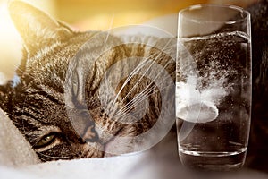 The cat has a hangover