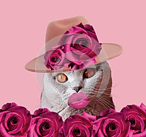 Cat with hat and pink lips