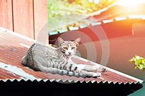 Cat have a wound on hot tin roof