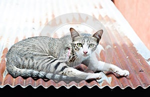 Cat have a wound on hot tin roof