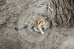 Cat having rest on the ground