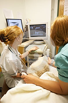 Cat Having Ultrasound Scan At Vets