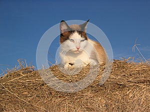 Cat in the Hay