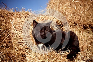 Cat in the hay