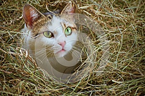 Cat in the Hay