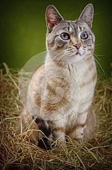 Cat in the Hay