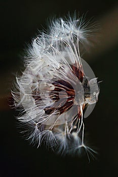 Cat head on a dandelion