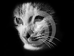 Cat Head logo