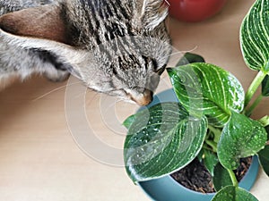 Cat head, plants and nature concept - close up of wet Philodendron flower