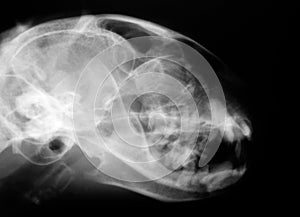 Cat Head X-ray