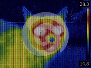 Cat Head Thermal Imaging