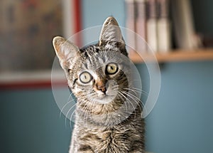 Cat with head tilted