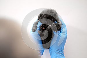 Cat health.Black kitten with blue eyes in the hands of a doctor in blue medical gloves on a white table.Medicine for