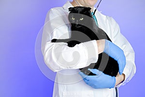 Cat health.Veterinary procedures for cats. black cat in the hands of a veterinarian on a purple background