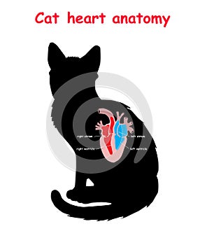 Cat heart anatomy on black dog silhouette with shadow isolated. Part of the mammal heart. Anatomy of pet heart illustration. Educa