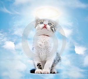 Cat in heaven