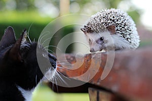 A cat and a hedgehog friend