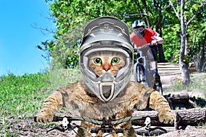 Cat in a helmet on a bicycle participating