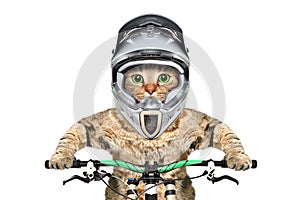 Cat in a helmet on a bicycle