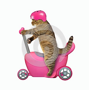 Cat in helmet on run bike