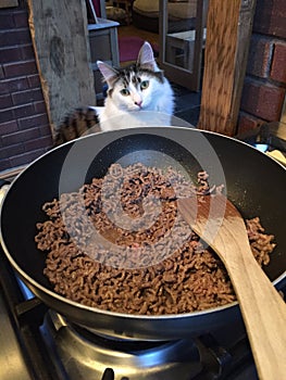 Cat helping with cooking