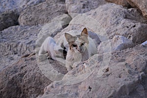 Cat with her kid on some rocks
