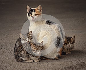 Cat and her kittens