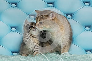 Cat and her little kittens