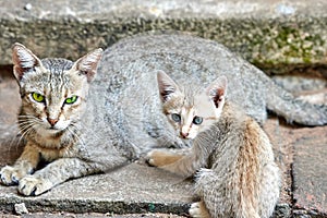 Cat with her young kitten sitting close together