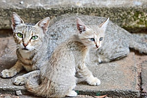 Cat with her young kitten sitting close together