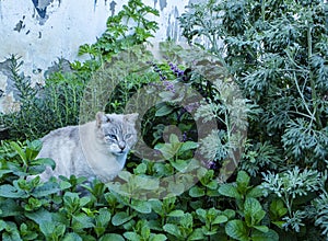 A Cat in a Herb Garden