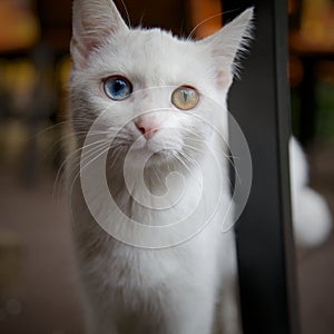 Cat with Heterochromia