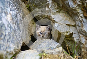Cat hidden in the cave
