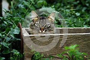 Cat hidding in a box